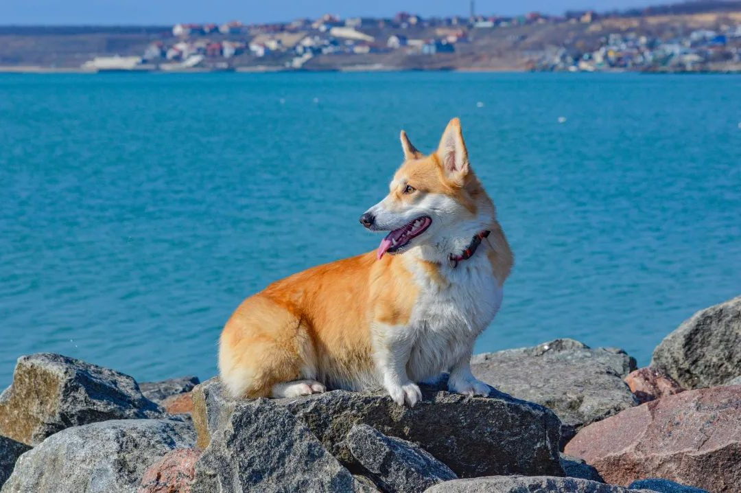 狗狗