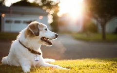 缺乏“营养”的狗狗，都有这7种情况，你注意到了吗？