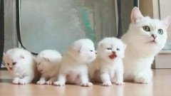 猫咪一生要经历的六个阶段，你家猫处于哪个时期？