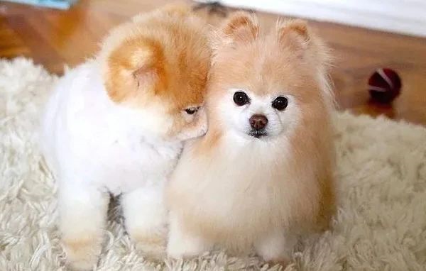 狗狗