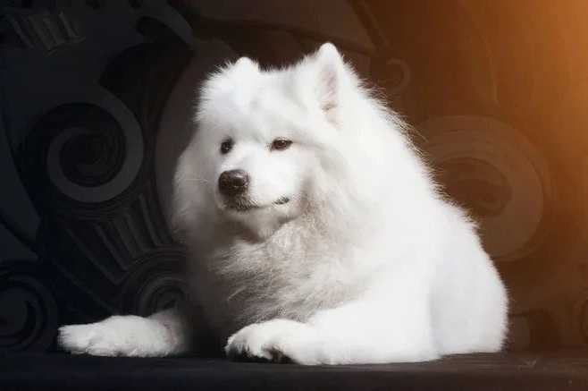 狗狗