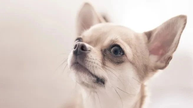狗狗