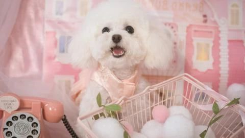 狗狗