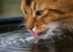 猫咪一天要喝多少水才是合理的呢？