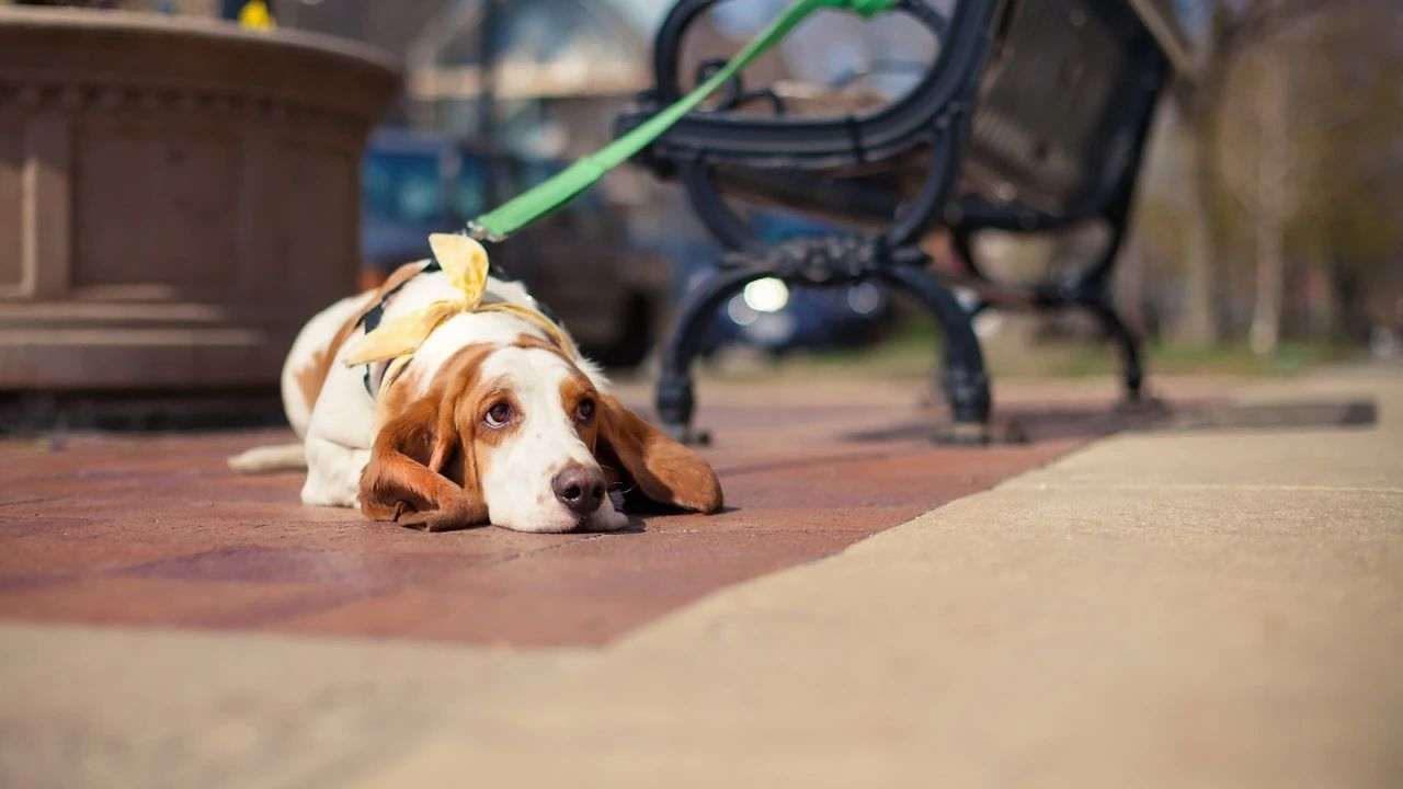 狗狗
