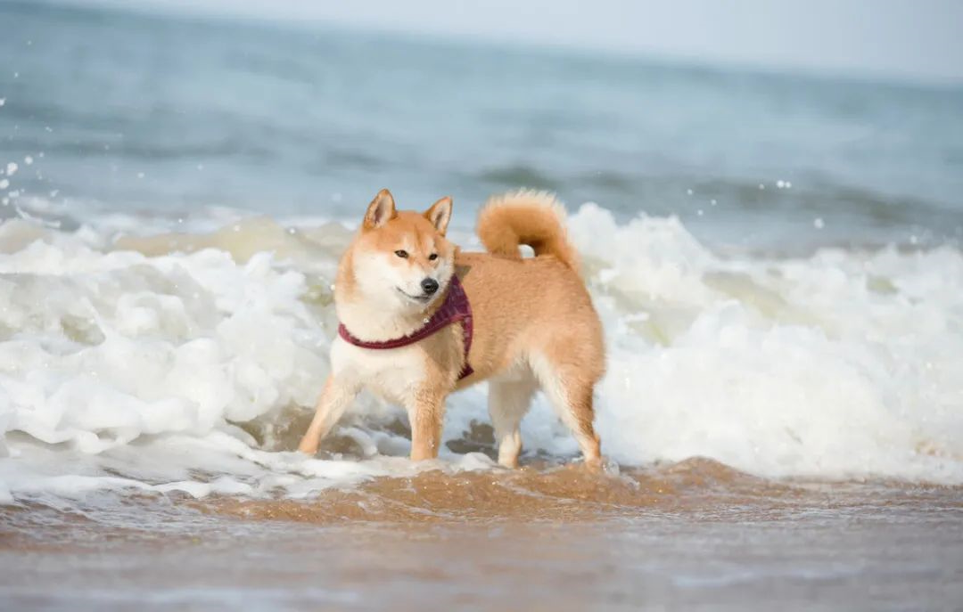 狗狗