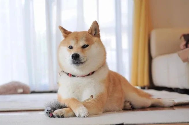 狗狗