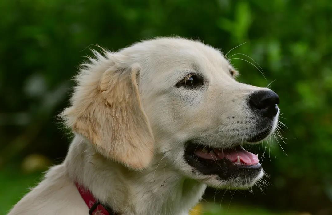 狗狗