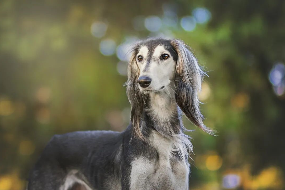 狗狗