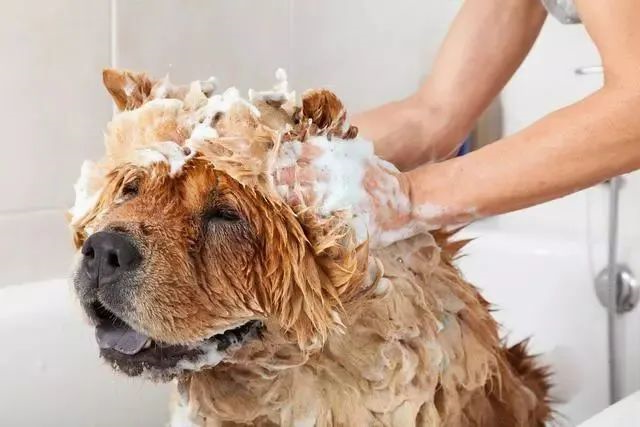 狗狗