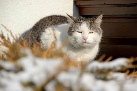 猫咪