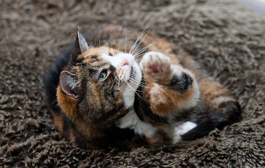 猫咪