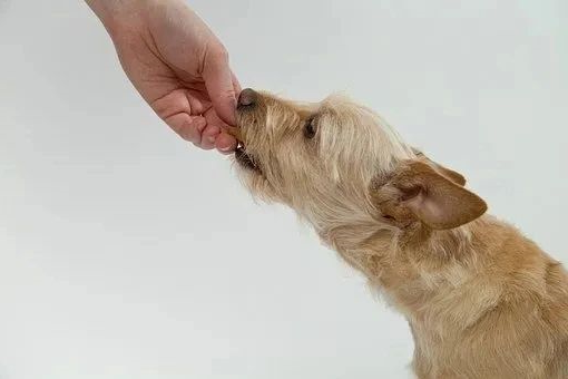 狗狗