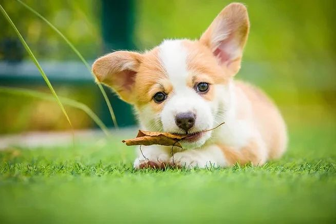 狗狗