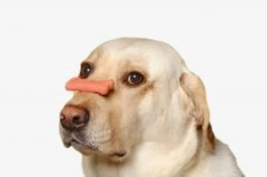 狗狗不爱吃饭的八大原因都在这里了！