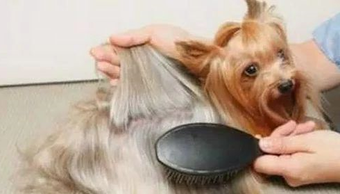  狗狗