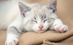 超实用的秋季养猫小贴士，你学会了吗！