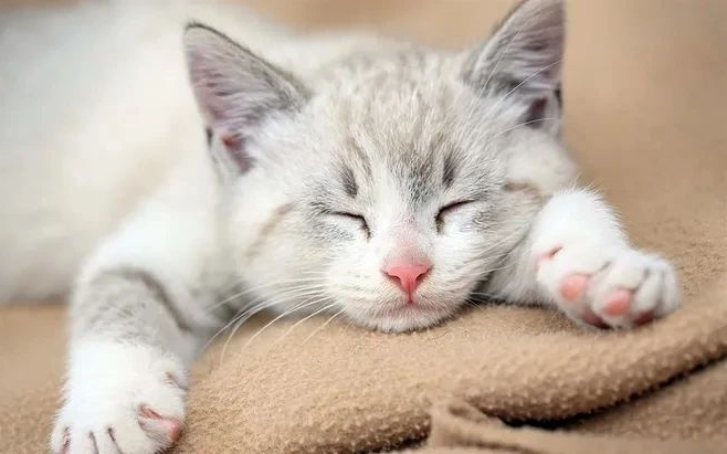 猫咪