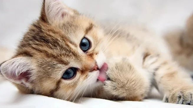 猫咪
