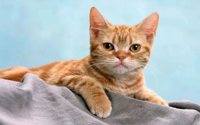 猫咪