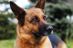 养只德国牧羊犬是什么体验？