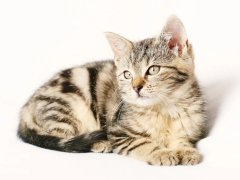 猫咪为什么会打呼噜？