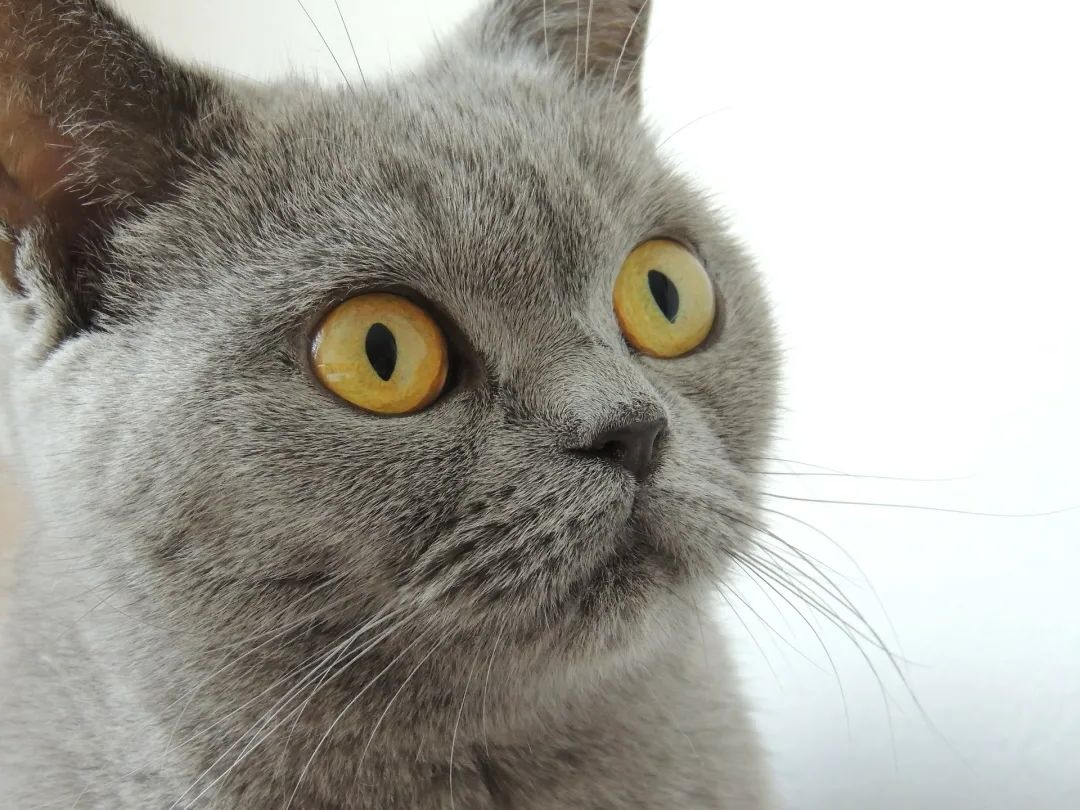 猫咪