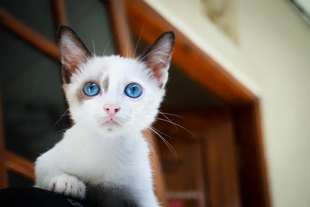 猫咪
