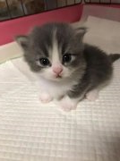 你家的猫咪多大了你知道吗？