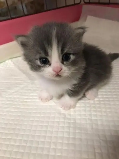 猫咪