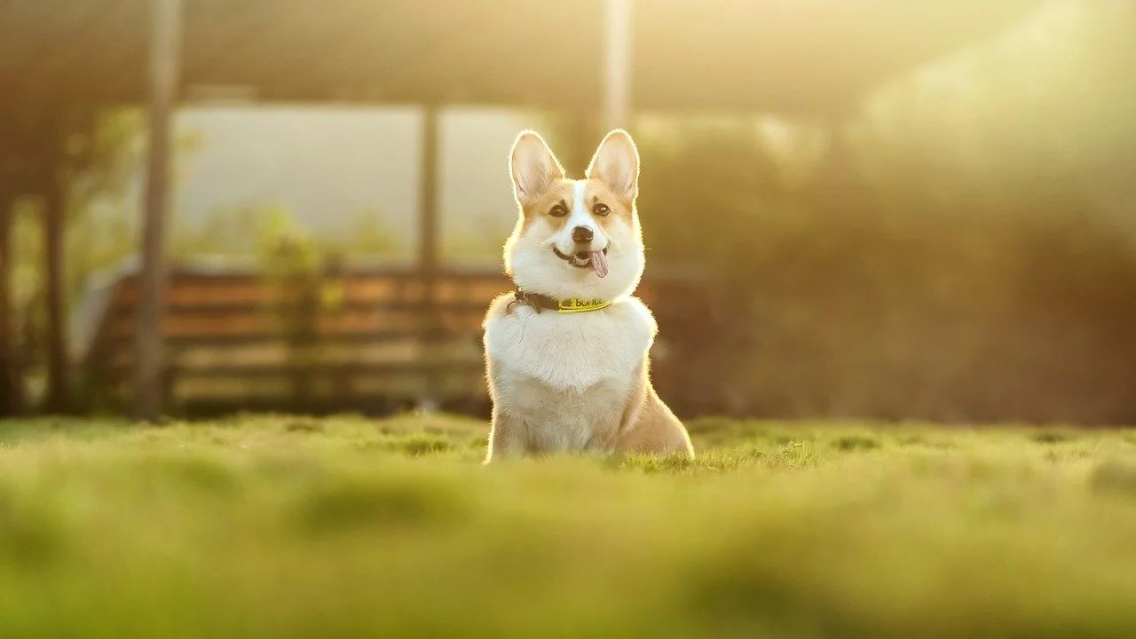 狗狗