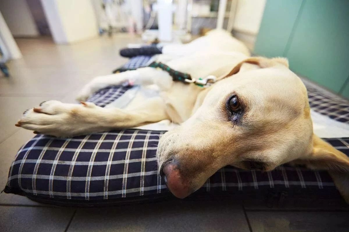 狗狗