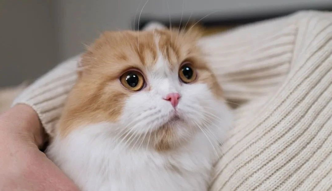 猫咪