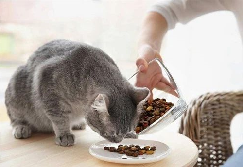 猫咪