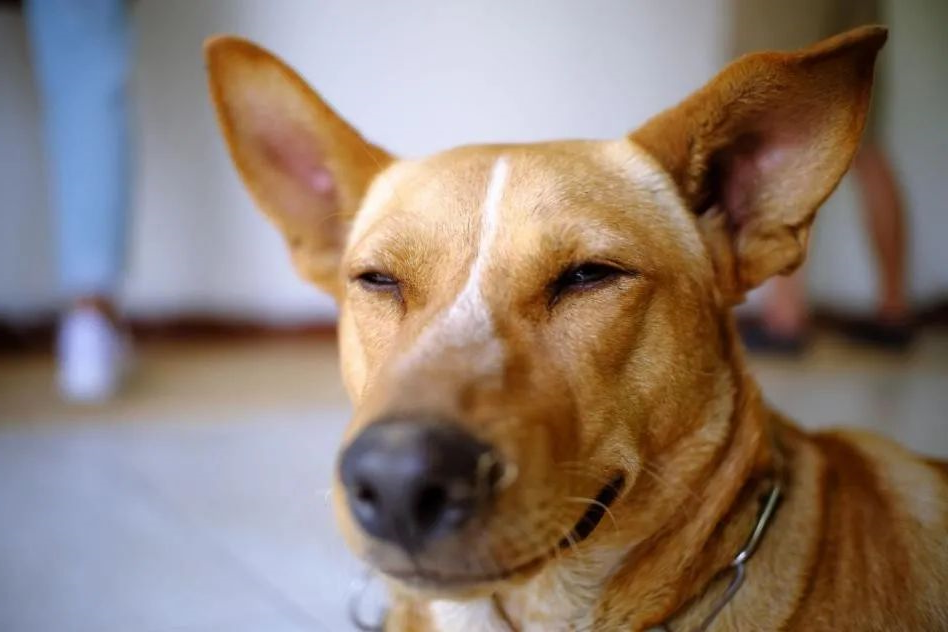 狗狗