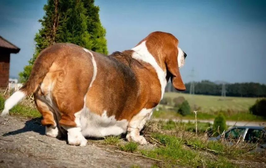 狗狗