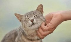 在猫咪眼里，主人摸它，代表着这些意思