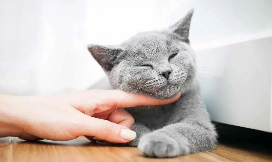 猫咪