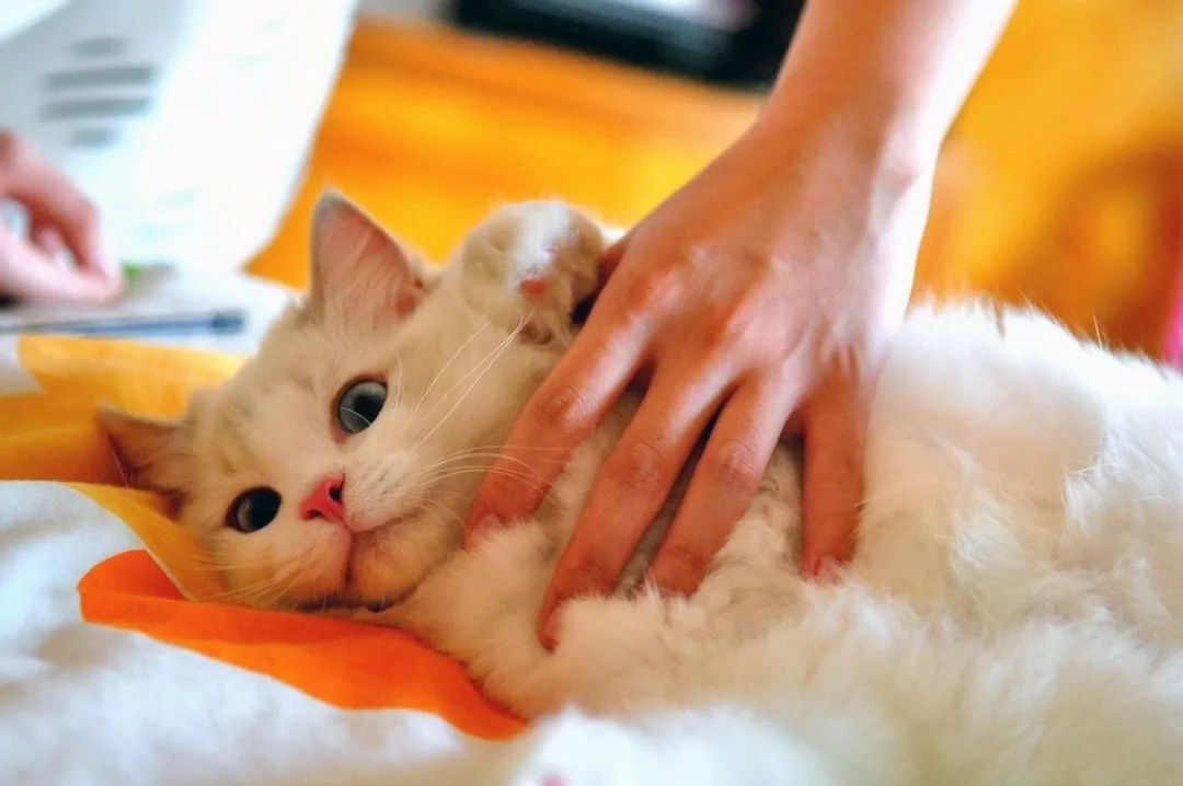 猫咪
