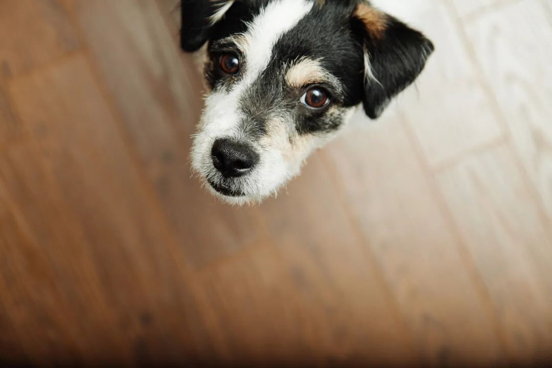 狗狗
