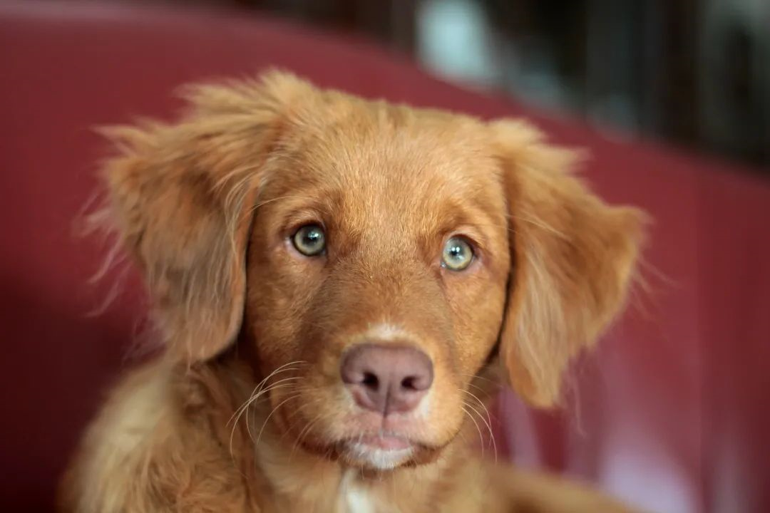 狗狗