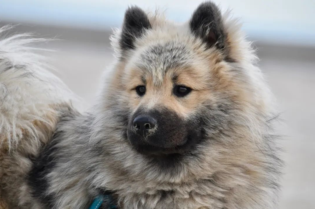 狗狗