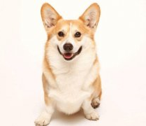 小型犬有非常特殊的需求需要特别照顾,你知道吗？