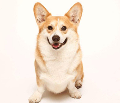 狗狗
