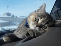 养猫一定需要关注以下几个细节