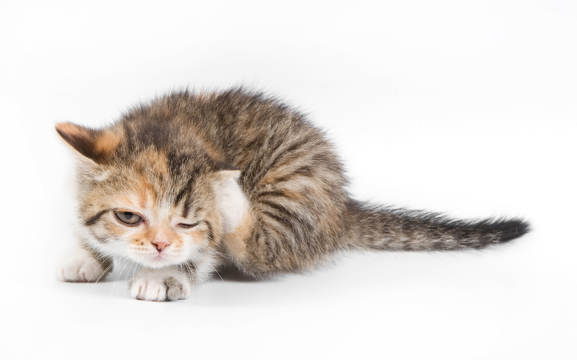 猫咪