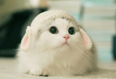 猫咪感到幸福的几种表现