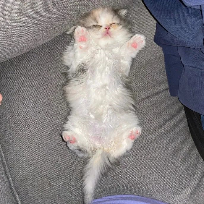 猫咪