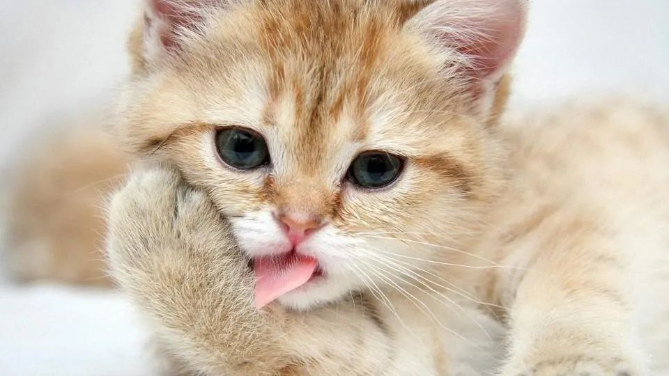 猫咪