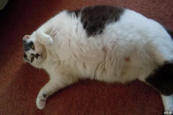猫咪